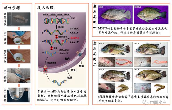 EMC易倍 EMC易倍体育如何从国际水产生物技术中“突围”？这场翻身仗免不了(图2)