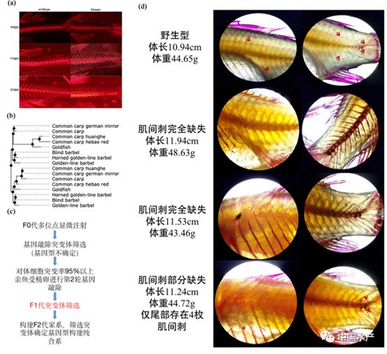 EMC易倍 EMC易倍体育如何从国际水产生物技术中“突围”？这场翻身仗免不了(图3)