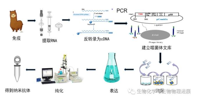 【前沿科普】新一代“生物技术导弹”——纳米抗体EMC易倍 EMC易倍体育(图3)