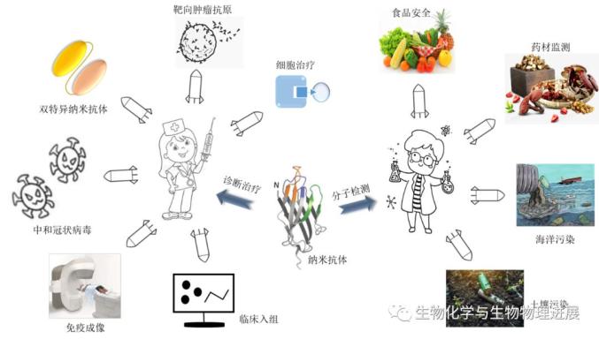 【前沿科普】新一代“生物技术导弹”——纳米抗体EMC易倍 EMC易倍体育(图4)